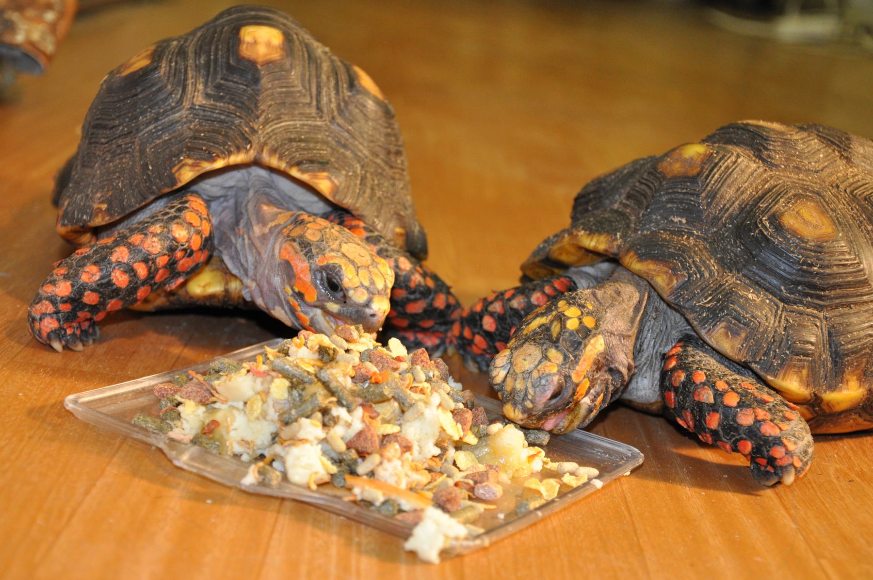 Еда красноухой черепахи